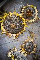 still life collection